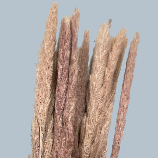 Ramo 10 Plumas