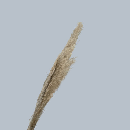 Plumas