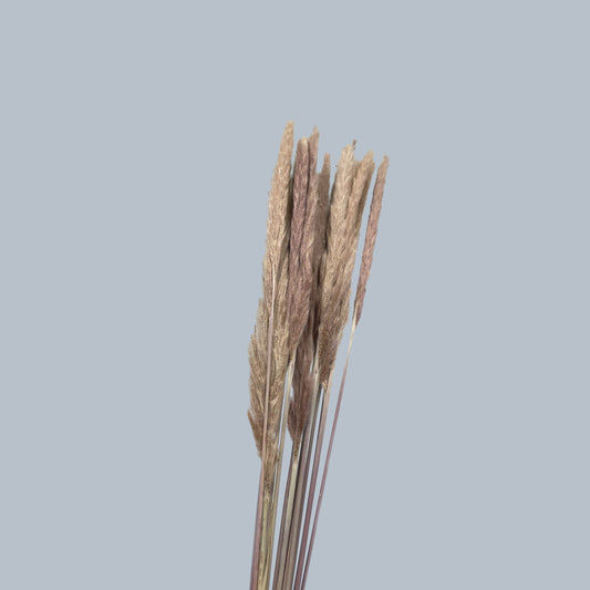 Ramo 10 Plumas